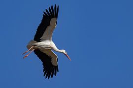 Storch im Flug