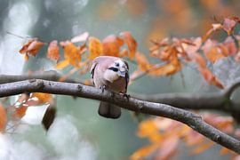 Jay in autumn forest Germany Black Forest by Frank Fichtmüller
