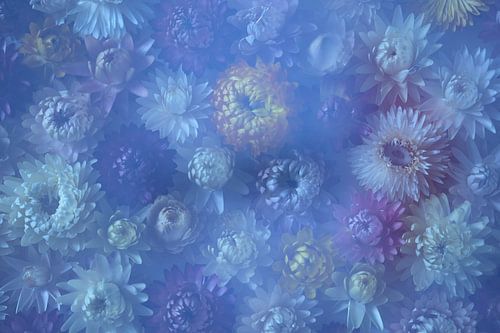 Dried straw flowers veiled in a white haze