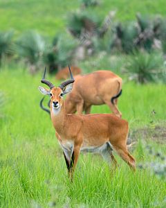 Uganda-Grasantilope (Kobus thomasi), National Parks of Uganda