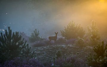 Groot reekalf op een mistige heide bij zonsopkomst van Henk Osinga