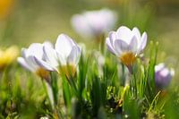 La fièvre du printemps