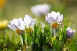 La fièvre du printemps sur Masselink Portfolio