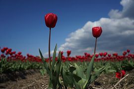 Rode Tulpen by Bart Muller