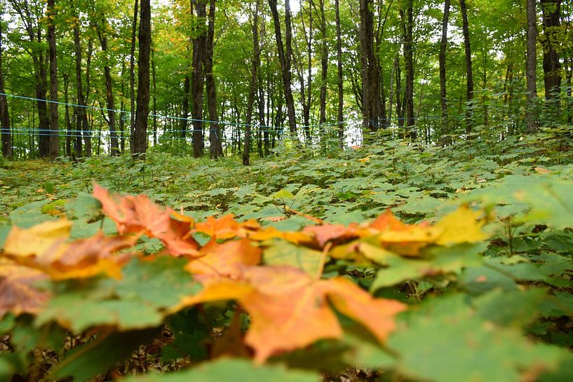 Een esdoornbos in de herfst van Claude Laprise