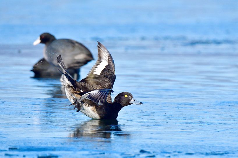 Fuligule morillon par Karin Jähne