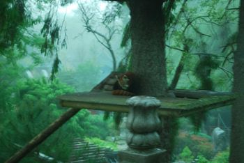 Mysterious Red Panda