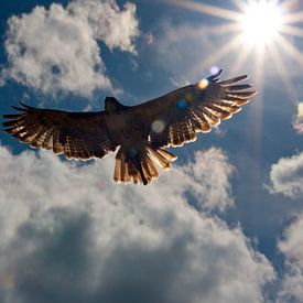 Buzzards flight to heaven van Martin Kannegieter