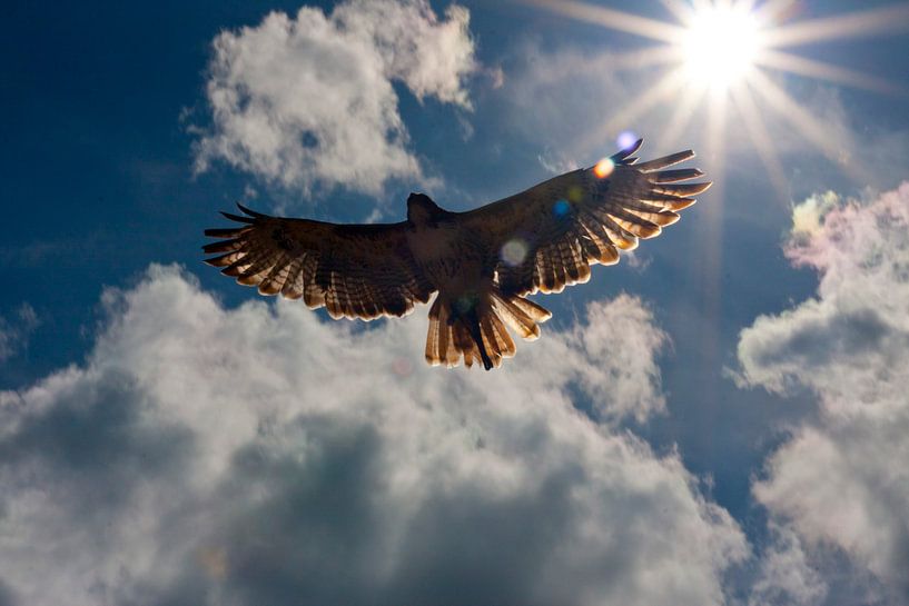 Buzzards flight to heaven van Martin Kannegieter