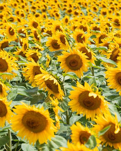 Champ de tournesols | Tournesols | France