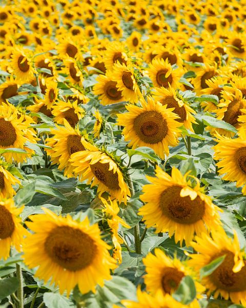 Sunflower Field | Sunflowers | France by Vera Yve