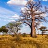 Baobab in Tanzania van René Holtslag