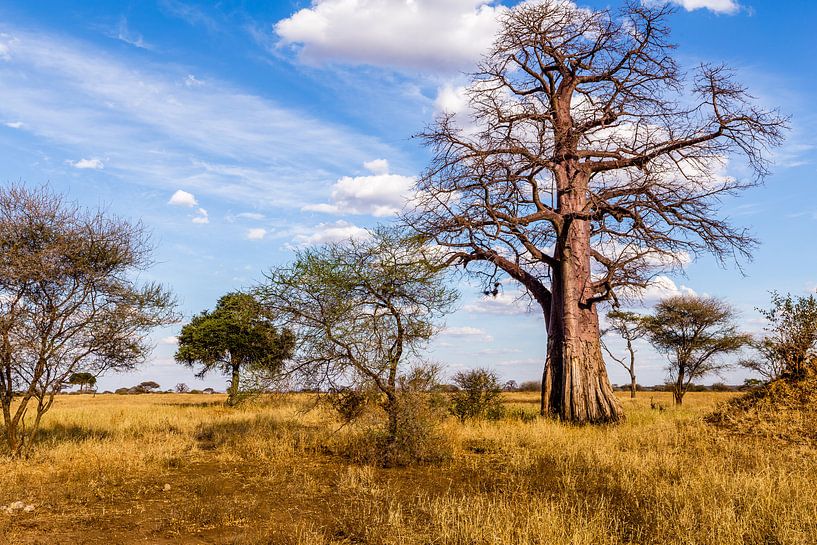 Baobab in Tanzania par René Holtslag