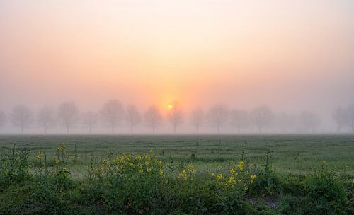 Frühlingslandschaft im Nebel