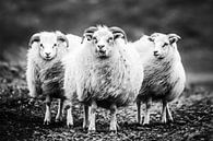 IJslandse schapen in weer en wind van Caroline De Reus thumbnail