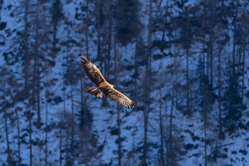 Steinadler von Sam Mannaerts