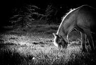 Pferd in der Abenddämmerung von Tim Briers Miniaturansicht