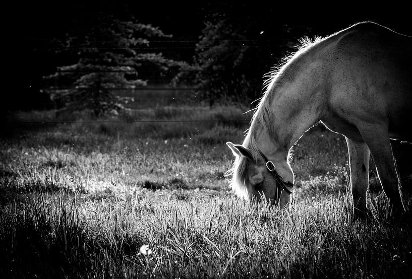 Pferd in der Abenddämmerung von Tim Briers