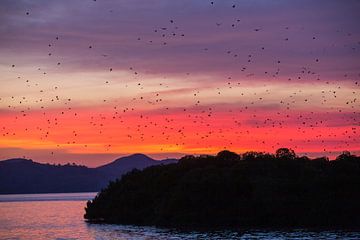 Vleermuizen vliegen weg tijdens zonsondergang - Flores Indonesie van Michiel Ton