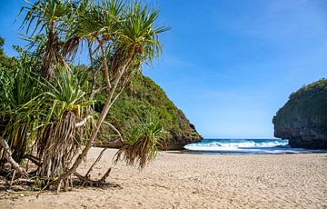 Verlaten strand met kokosnoten. van Floyd Angenent