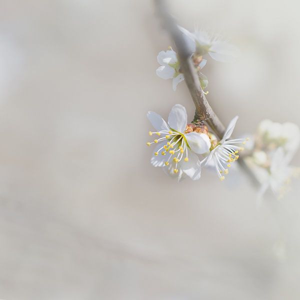 Fleur de printemps par Ingrid Van Damme fotografie