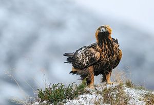 Aufmerksamer Blick (Steinadler)