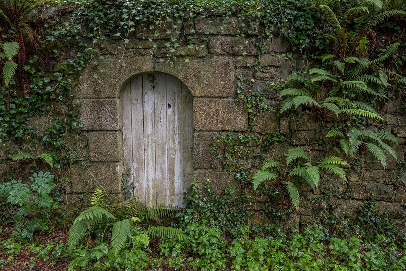 Ferns on old wall with door by Gerben van Buiten