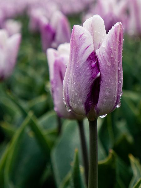 pluie par snippephotography