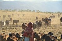 Young shepherd in the Simien Mountains, Ethiopia.