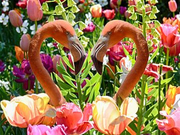 Flamingos und Tulpen