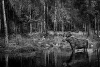 Orignal dans l'eau