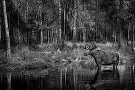 Moose in the water by Harald lakerveld