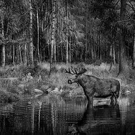 Moose in the water by Harald lakerveld