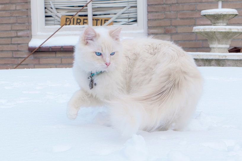 cat by Ivana Luijten