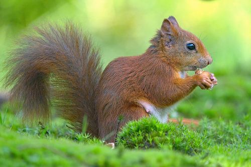 Squirrel