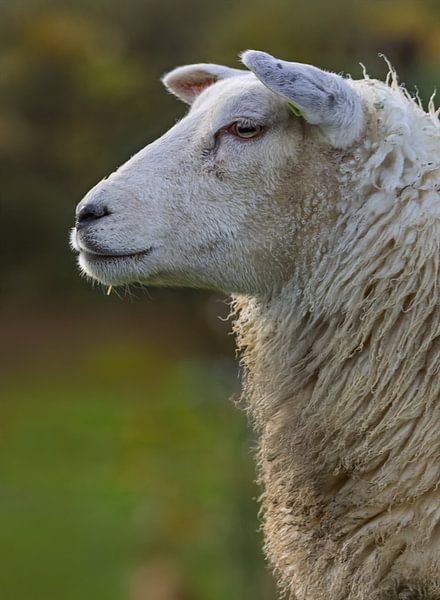 Sheep by Marieke Deinum