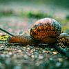 Beautiful snail on the ground by nick ringelberg