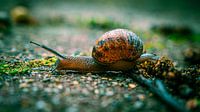 Bel escargot sur le sol