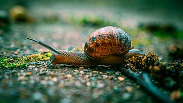 Beautiful snail on the ground