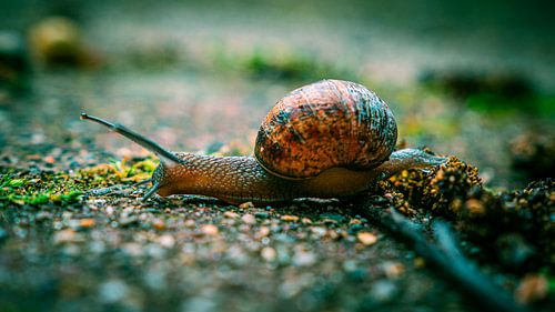 Schöne Schnecke auf dem Boden