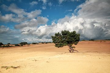 pine tree on sand dune by Olha Rohulya
