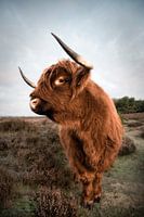 Schottischer Highlander