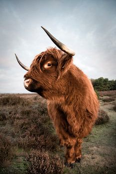 Highland Cow