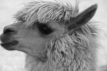 LAMA von Miroslav Ptacek