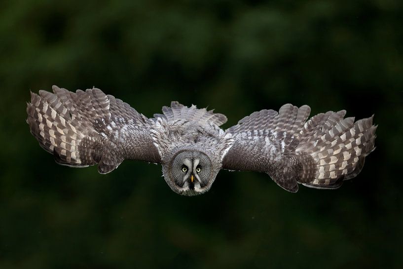 Lappland-Eule (Strix nebulosa) von Ronald Pol