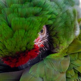 Sleepy Macaw van Dirk van Doorn