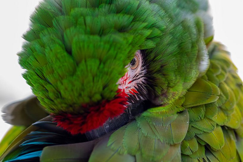 Sleepy Macaw by Dirk van Doorn