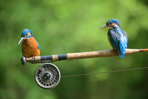 IJsvogel - Samen vissen