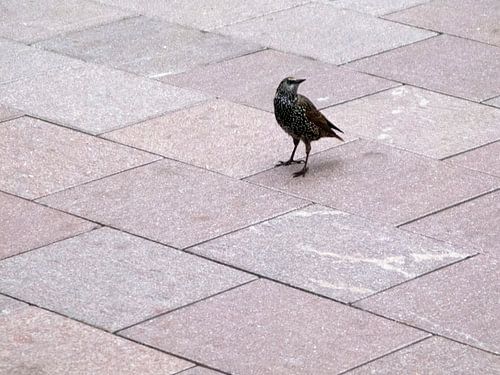 Een spreeuw op het perron