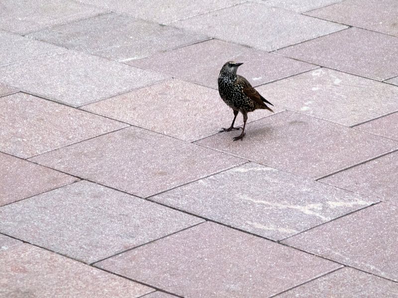 Een spreeuw op het perron by Dick de Vries